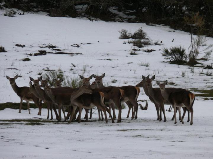 Casa Rural Ruralba Alba de los Cardaños Dış mekan fotoğraf